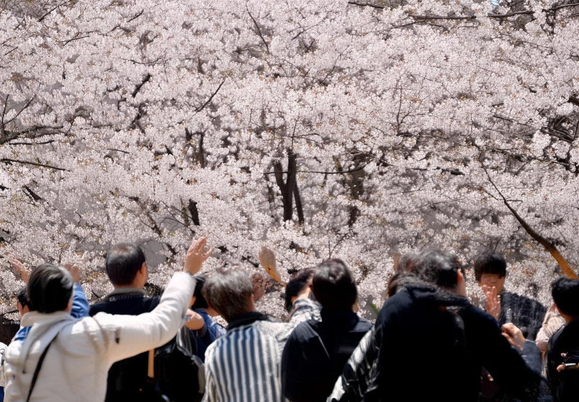 札幌樱花激战亮点解析：对决战术与高潮瞬间回顾
